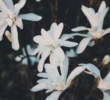 Quali sono i fiori più profumati?