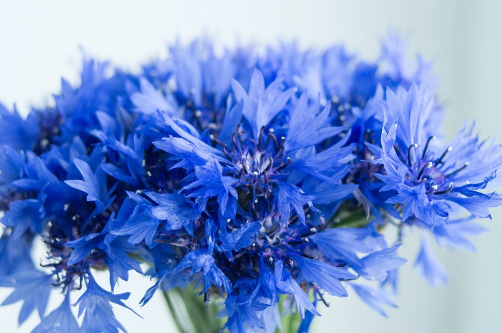 fiori che sbocciano a luglio