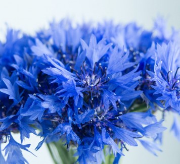 Quali sono i fiori che sbocciano a luglio
