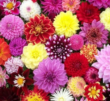 Cosa fiorisce ad agosto e settembre? Piccola guida sui fiori estivi