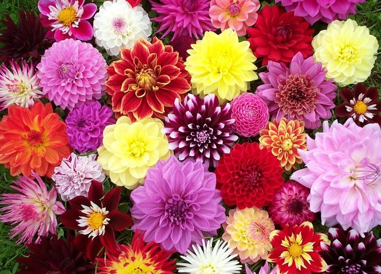 fiori agosto settembre