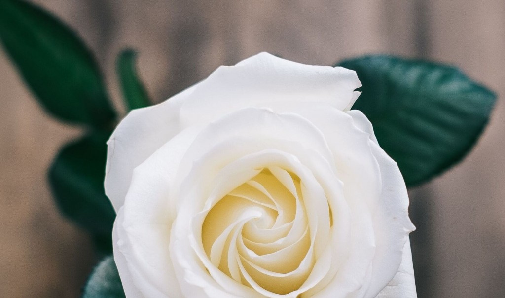 Quali fiori scegliere per un regalo ad un amica