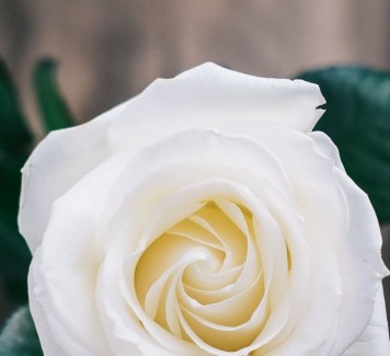 Quali fiori scegliere per un regalo ad un’amica: simboli e significati floreali