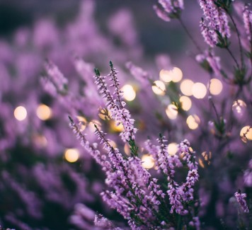 Quali sono le piante che fioriscono in autunno?