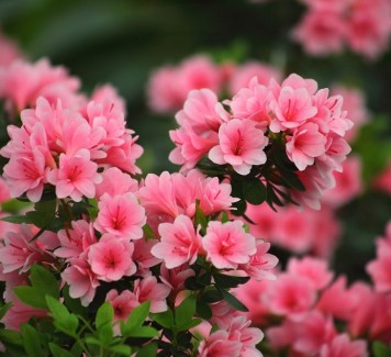 Consegna fiori a domicilio per un regalo: quali scegliere?