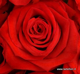 Rosse